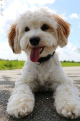 havaneser liegt auf einer straße nach dem toben