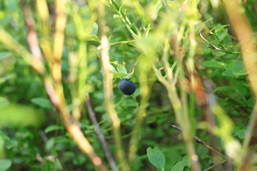 Blueberries. Russian North