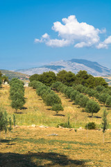 Fototapeta na wymiar Sicilian landscape with olive trees in the olive garden in Mediterranean valley