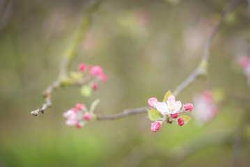 Printemps, arbre en fleurs, pommier, cerisier