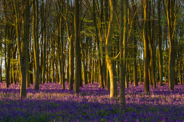 Fototapeta na wymiar Bluebells at Sunrise in ancient Oxfordshire woodland