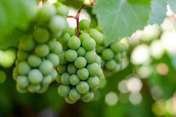 Unripe grapes