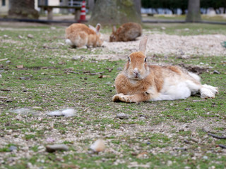 Rabbit on Okunoshima island