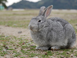 Rabbit on Okunoshima island