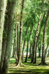 The pine forest.