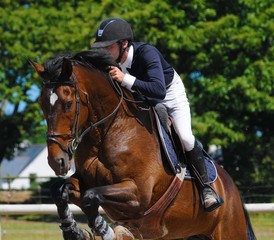 Fototapeta premium cavalier et cheval en compétition de sauts d'obstacles