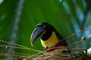 Fototapete Rund The green-billed toucan (Ramphastos dicolorus), or red-breasted toucan. © Waldemar Seehagen