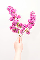 Obraz na płótnie Canvas Twig of purple lilac flowers