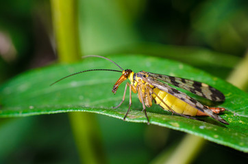 The Common Scorpionfly
