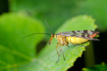 The Common Scorpionfly