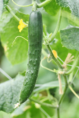 露地栽培のキュウリ