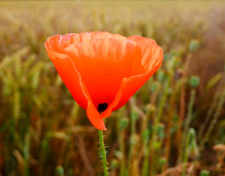 color detail photography of one red poppy flower and grain field