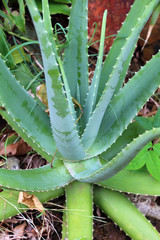 plante aloe vera