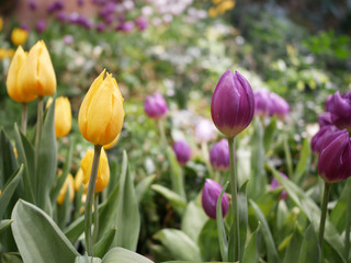Yellow and violet Tulip flower in glass house