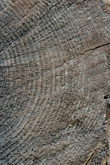 Texture of a cut of a wooden surface