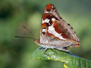 color macro photography of brown butterfly sitting on green plant