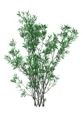 3D Rendering Bush Oleander with Flowers on White