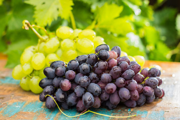 Healthy fruits Red and White wine grapes in the vineyard, dark grapes/ blue grapes/wine grapes,  bunch of grapes on the wooden table ready to eat