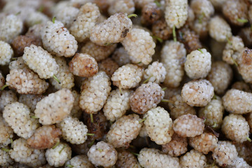 Beeren