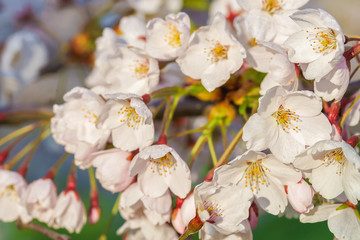 Cherry tree or sakura flowers blossoming in spring green background