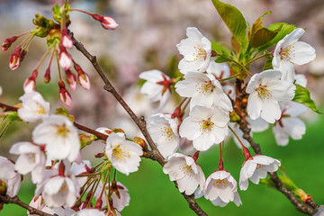 Cherry tree or sakura flowers blossom in spring green background