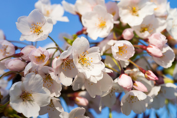 Cherry tree or sakura flowers blossom in spring blue sky