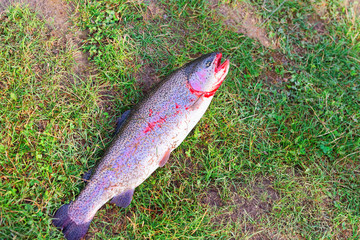 Rainbow Trout catch lying on green grass Vilnius countryside Baltic