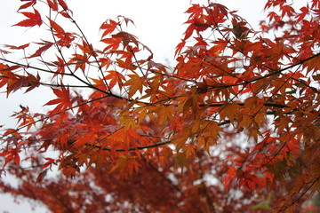 秋紅葉