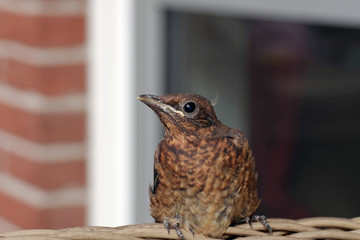 Nahaufnahme einer jungen Amsel