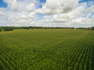 Fototapeta na wymiar aerial view of a green corn fields with cloudy blue sky in germany