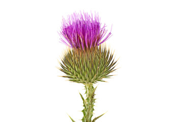 Thistle on a white background