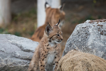 Jeune lynx
