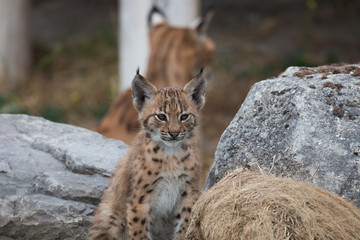 Jeune lynx