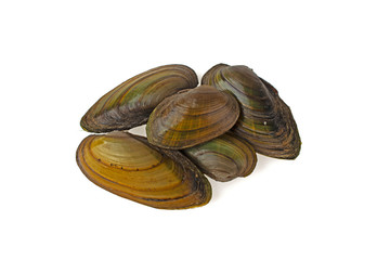Mussel river on a white background