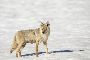 Obraz premium Nursing mother coyote in snow in winter