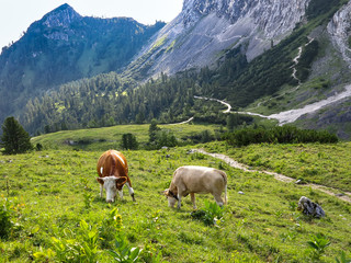 Rinder auf einer Almwiese der Alpen