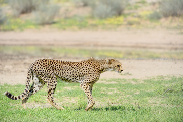 CHEETAH (Acinonyx jubatus)  Cheetah cautiously approaches a waterhole in the Kalahari desert
