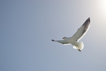 Möwe