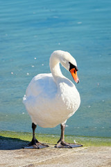 White swan at Lake Geneva embankment in Lausanne