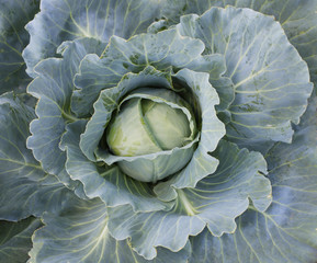 Green cabbage