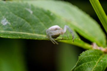 White crab spider