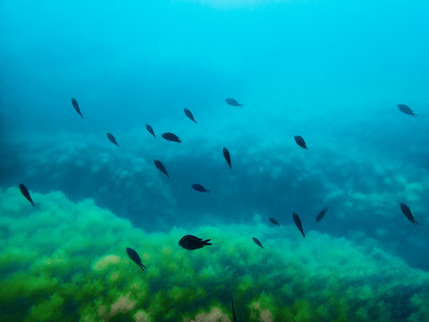 Black fishes in sea. Underwater photo