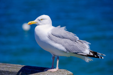 Möwe