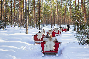 Reindeer sled safari and people forest Lapland Northern Finland