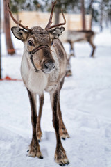 Reindeer in farm at winter Lapland Northern Finland