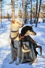Husky dogs in winter Rovaniemi Lapland Northern Finland