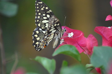 Common lime butterfly (Papilio demoleus)