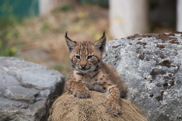 Jeune lynx
