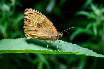 Butterfly on leaf