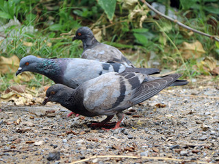 Three pigeons looking for food, on the Sand and gravel floor with green grass background.